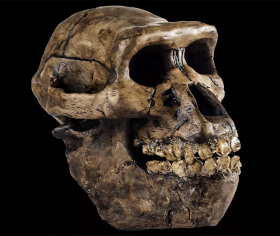 ما هي أنواع البشر الـ8 التي انقرضت؟ وكيف استطاع العلماء تحديدها؟ صورة رقم 10