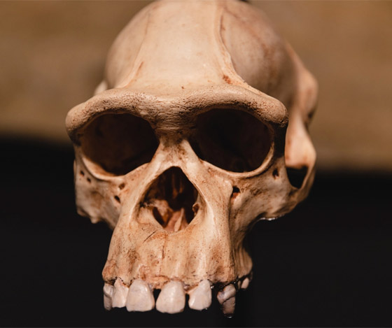 ما هي أنواع البشر الـ8 التي انقرضت؟ وكيف استطاع العلماء تحديدها؟ صورة رقم 3