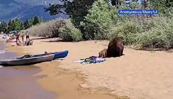شاهد.. رد فعل رواد شاطئ عندما تفاجأوا بوجود دب ضخم بينهم صورة رقم 2