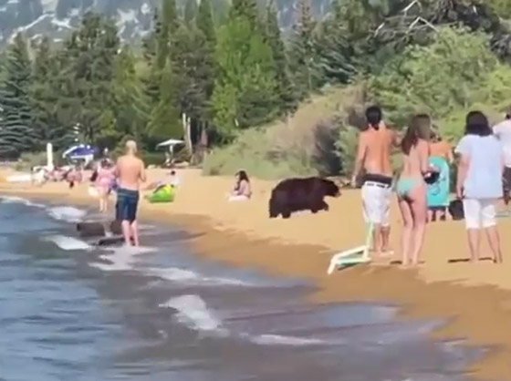 شاهد.. رد فعل رواد شاطئ عندما تفاجأوا بوجود دب ضخم بينهم صورة رقم 1