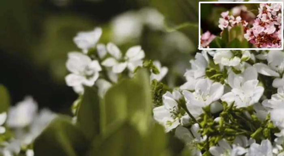 كيف وصف طالب أشهر أمراض العيون بالصور؟ صورة رقم 4