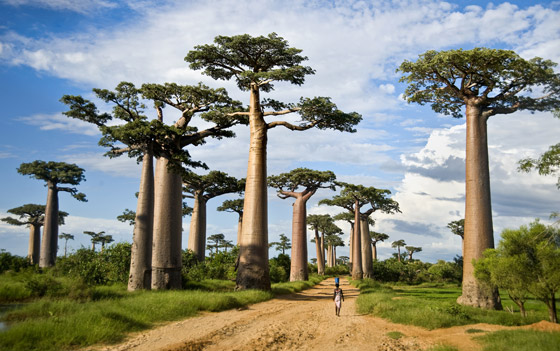 عُد إلى الطبيعة الخلابة مع أكثر أشجار العالم روعة وجمالا.. صور صورة رقم 1