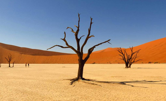 عُد إلى الطبيعة الخلابة مع أكثر أشجار العالم روعة وجمالا.. صور صورة رقم 3