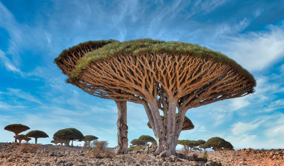 عُد إلى الطبيعة الخلابة مع أكثر أشجار العالم روعة وجمالا.. صور صورة رقم 4