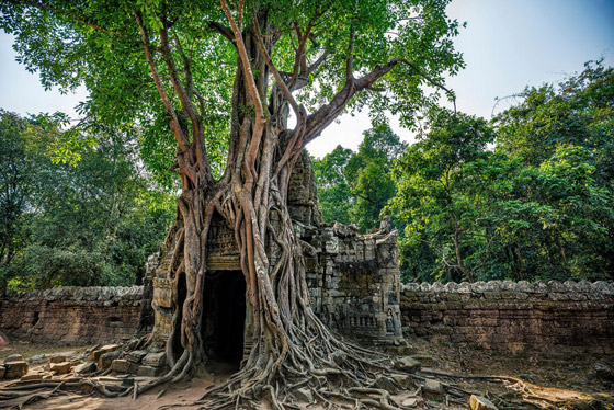 عُد إلى الطبيعة الخلابة مع أكثر أشجار العالم روعة وجمالا.. صور صورة رقم 7