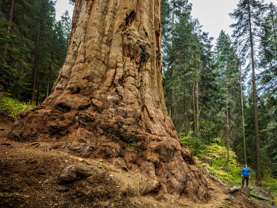 عُد إلى الطبيعة الخلابة مع أكثر أشجار العالم روعة وجمالا.. صور صورة رقم 8