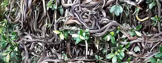 10 أماكن غامضة محظورة على البشر.. تعرف عليها صورة رقم 1