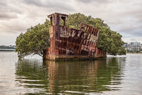 بالصور: تعرفوا إلى السفينة المهجورة التي حوّلتها الطبيعة إلى غابة عائمة صورة رقم 3