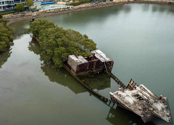 بالصور: تعرفوا إلى السفينة المهجورة التي حوّلتها الطبيعة إلى غابة عائمة صورة رقم 8