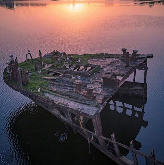 بالصور: تعرفوا إلى السفينة المهجورة التي حوّلتها الطبيعة إلى غابة عائمة صورة رقم 10