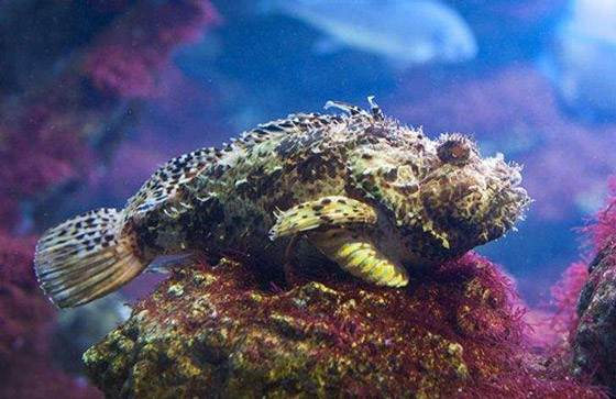 البزاقة الحمراء.. ومخلوقات مخيفة بمظهر بريء صورة رقم 3