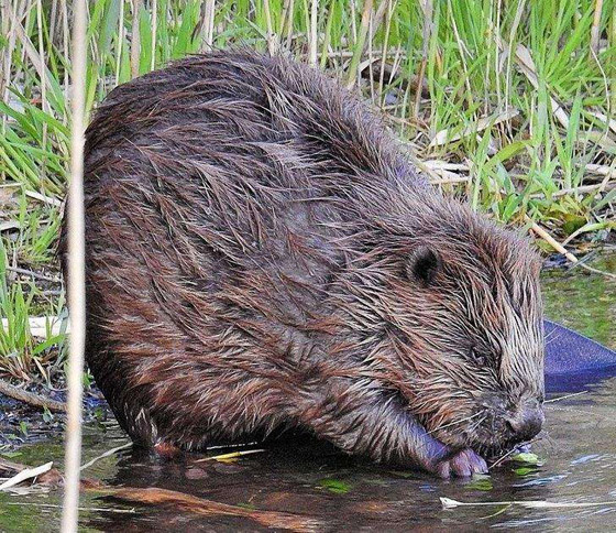 البزاقة الحمراء.. ومخلوقات مخيفة بمظهر بريء صورة رقم 8