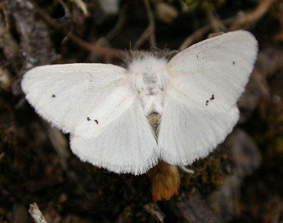 البزاقة الحمراء.. ومخلوقات مخيفة بمظهر بريء صورة رقم 4