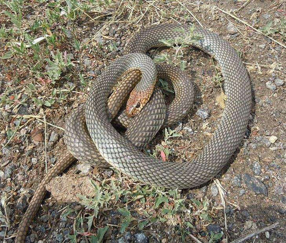 البزاقة الحمراء.. ومخلوقات مخيفة بمظهر بريء صورة رقم 7