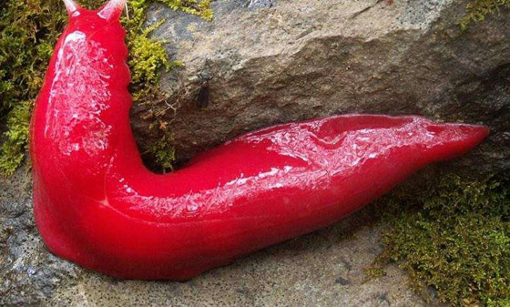 البزاقة الحمراء.. ومخلوقات مخيفة بمظهر بريء صورة رقم 1