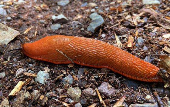 البزاقة الحمراء.. ومخلوقات مخيفة بمظهر بريء صورة رقم 6