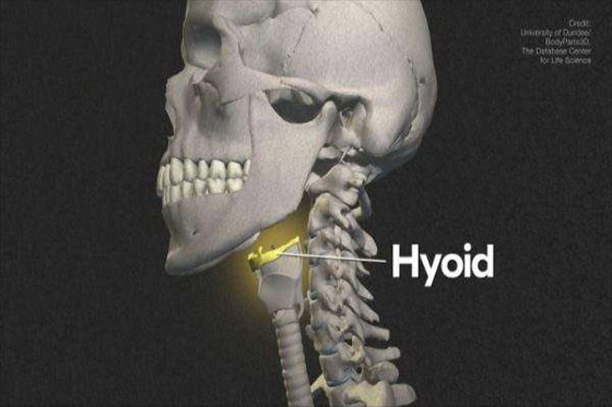 «العظمة العائمة».. وحقائق غريبة عن جسم الإنسان صورة رقم 4