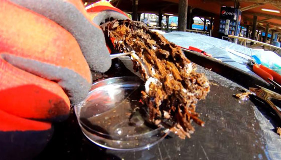 غابة السرو القديمة.. غابات غريبة قديمة تحت الماء صورة رقم 8