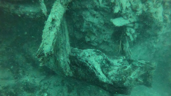 غابة السرو القديمة.. غابات غريبة قديمة تحت الماء صورة رقم 3
