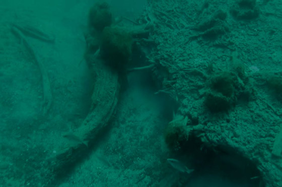 غابة السرو القديمة.. غابات غريبة قديمة تحت الماء صورة رقم 9