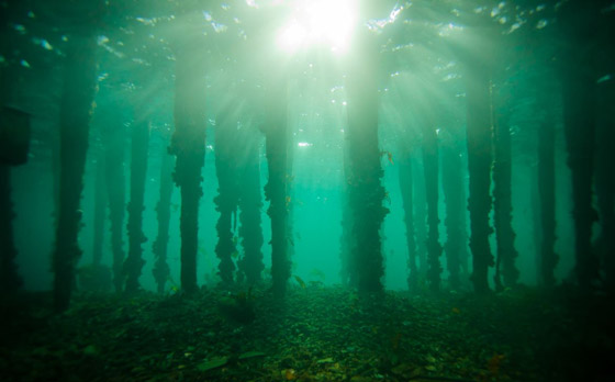 غابة السرو القديمة.. غابات غريبة قديمة تحت الماء صورة رقم 12