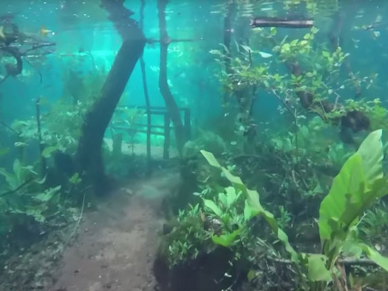 غابة السرو القديمة.. غابات غريبة قديمة تحت الماء صورة رقم 5