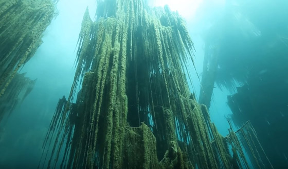 غابة السرو القديمة.. غابات غريبة قديمة تحت الماء صورة رقم 1