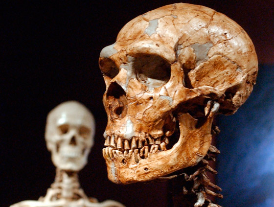 دراسة فريدة تفجر مفاجأة عن علاقة حمضنا النووي بأسلافنا المنقرضين! صورة رقم 3