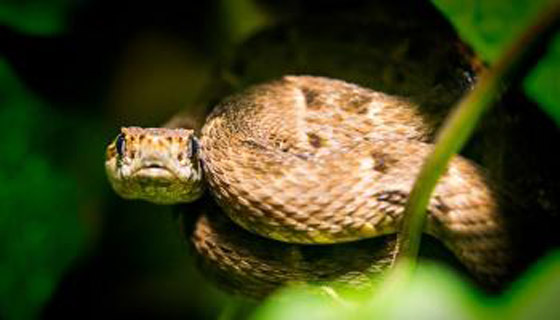 استخدام سم ثعبان خطير لإنشاء 