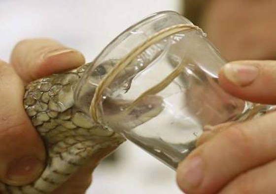 استخدام سم ثعبان خطير لإنشاء 