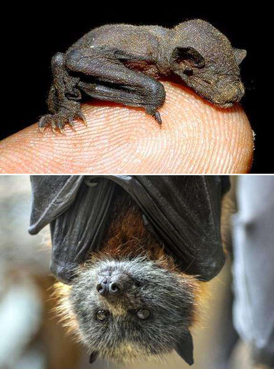 صور مفاجئة.. كيف تبدو صغار الحيوانات مختلفة عن المتوقع؟ صورة رقم 1