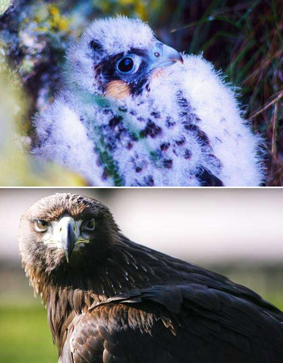 صور مفاجئة.. كيف تبدو صغار الحيوانات مختلفة عن المتوقع؟ صورة رقم 2