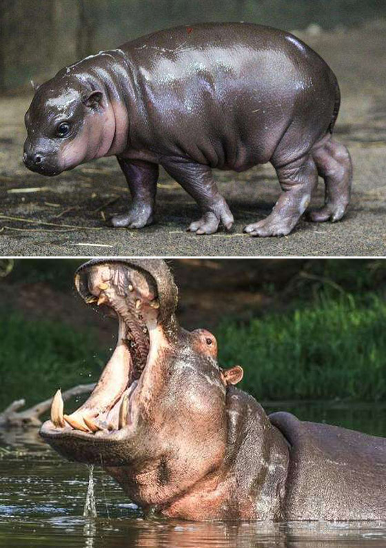 صور مفاجئة.. كيف تبدو صغار الحيوانات مختلفة عن المتوقع؟ صورة رقم 3