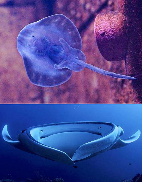 صور مفاجئة.. كيف تبدو صغار الحيوانات مختلفة عن المتوقع؟ صورة رقم 4