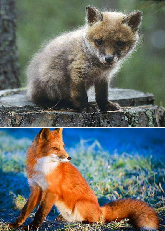 صور مفاجئة.. كيف تبدو صغار الحيوانات مختلفة عن المتوقع؟ صورة رقم 5