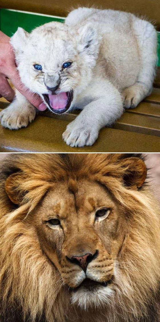 صور مفاجئة.. كيف تبدو صغار الحيوانات مختلفة عن المتوقع؟ صورة رقم 7