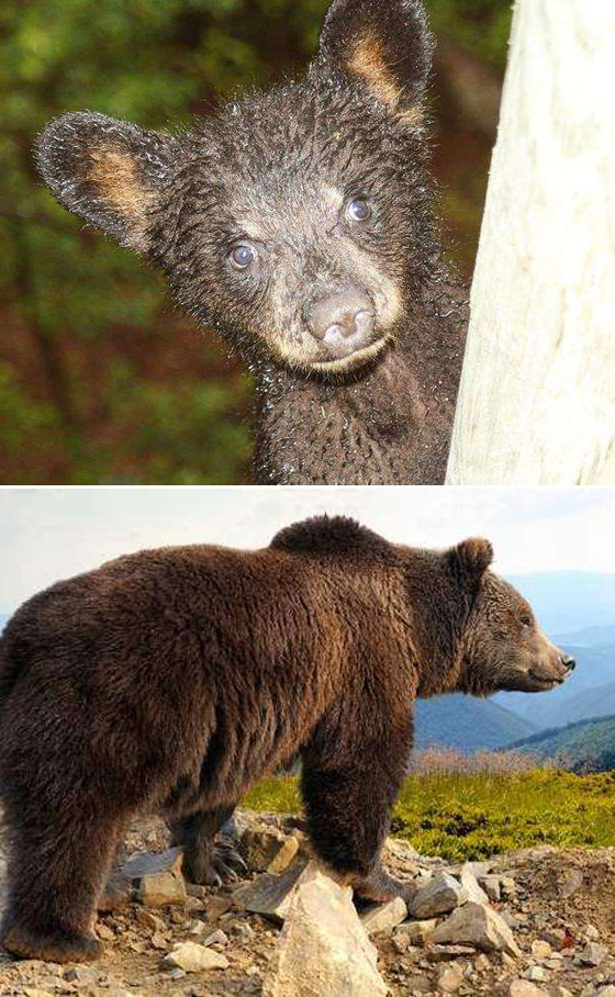 صور مفاجئة.. كيف تبدو صغار الحيوانات مختلفة عن المتوقع؟ صورة رقم 8