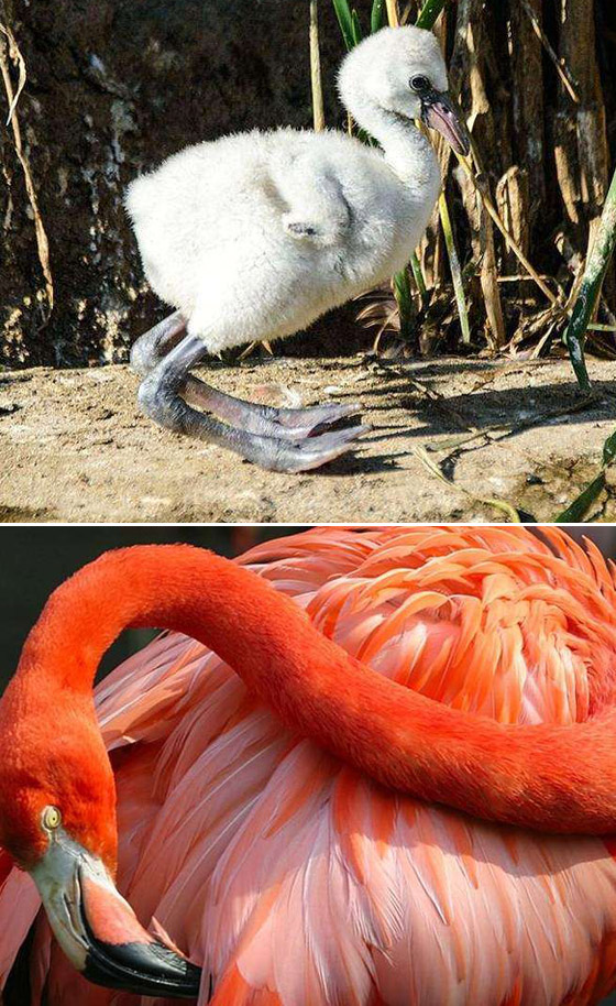 صور مفاجئة.. كيف تبدو صغار الحيوانات مختلفة عن المتوقع؟ صورة رقم 9