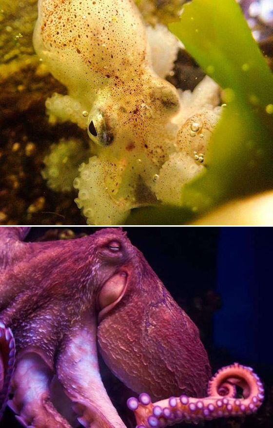 صور مفاجئة.. كيف تبدو صغار الحيوانات مختلفة عن المتوقع؟ صورة رقم 10