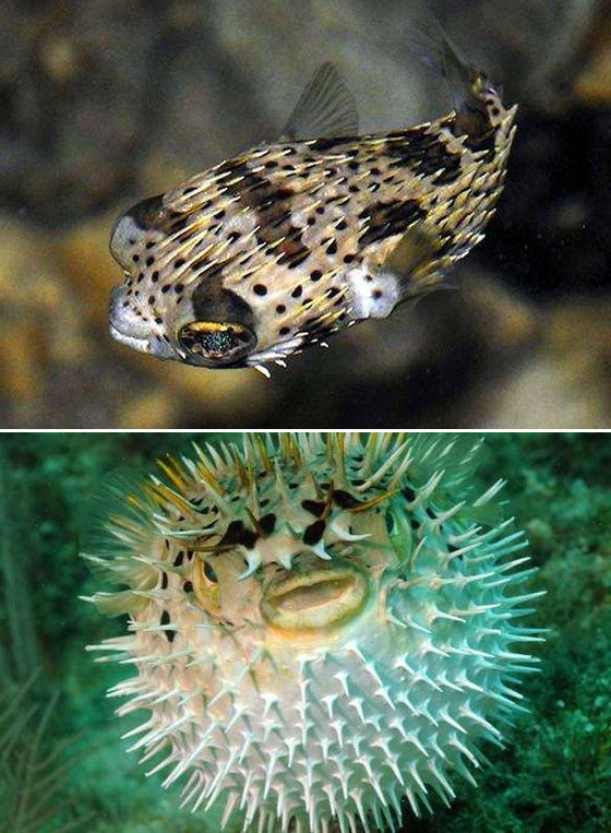 صور مفاجئة.. كيف تبدو صغار الحيوانات مختلفة عن المتوقع؟ صورة رقم 11