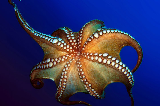 دهاء بتصيُّد الفرائس وذاكرة طويلة المدى.. لماذا يعتبر الأخطبوط كائنا ذكيا؟ صورة رقم 5