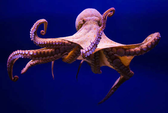 دهاء بتصيُّد الفرائس وذاكرة طويلة المدى.. لماذا يعتبر الأخطبوط كائنا ذكيا؟ صورة رقم 8