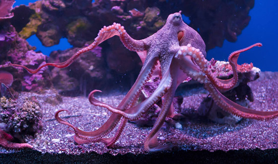 دهاء بتصيُّد الفرائس وذاكرة طويلة المدى.. لماذا يعتبر الأخطبوط كائنا ذكيا؟ صورة رقم 6