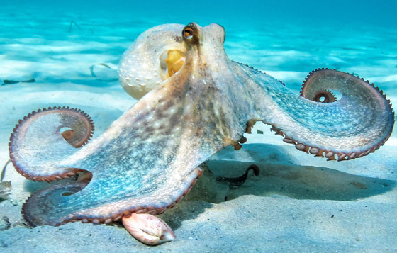 دهاء بتصيُّد الفرائس وذاكرة طويلة المدى.. لماذا يعتبر الأخطبوط كائنا ذكيا؟ صورة رقم 10