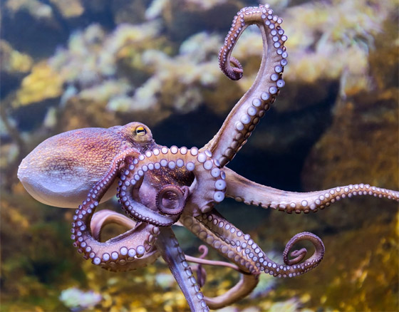 دهاء بتصيُّد الفرائس وذاكرة طويلة المدى.. لماذا يعتبر الأخطبوط كائنا ذكيا؟ صورة رقم 1