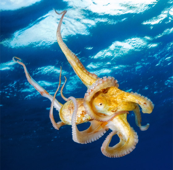 دهاء بتصيُّد الفرائس وذاكرة طويلة المدى.. لماذا يعتبر الأخطبوط كائنا ذكيا؟ صورة رقم 2