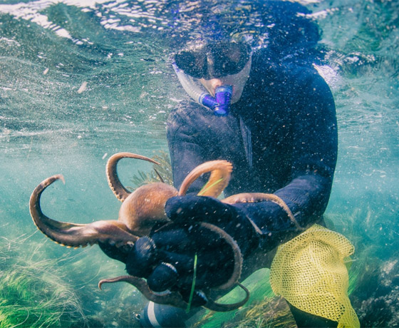 دهاء بتصيُّد الفرائس وذاكرة طويلة المدى.. لماذا يعتبر الأخطبوط كائنا ذكيا؟ صورة رقم 7