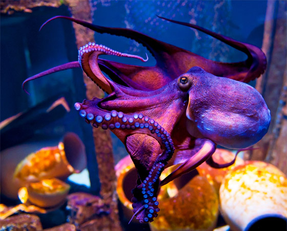 دهاء بتصيُّد الفرائس وذاكرة طويلة المدى.. لماذا يعتبر الأخطبوط كائنا ذكيا؟ صورة رقم 3