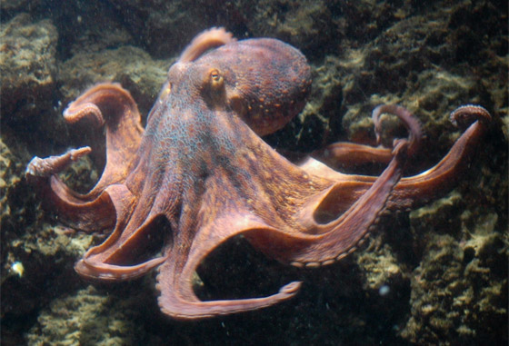 دهاء بتصيُّد الفرائس وذاكرة طويلة المدى.. لماذا يعتبر الأخطبوط كائنا ذكيا؟ صورة رقم 4