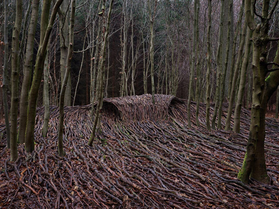 كأنها تسونامي يضرب الغابة.. ما حكاية هذه الموجات في الغابة في ألمانيا؟ صورة رقم 8